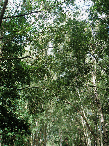 080308-e.jpg